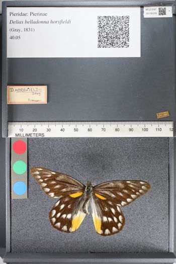 Media type: image;   Entomology 130378